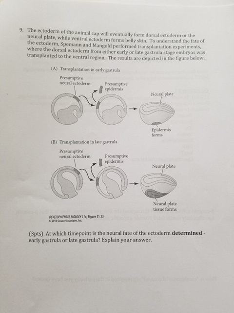Solved The ectoderm of the animal cap will eventually form | Chegg.com