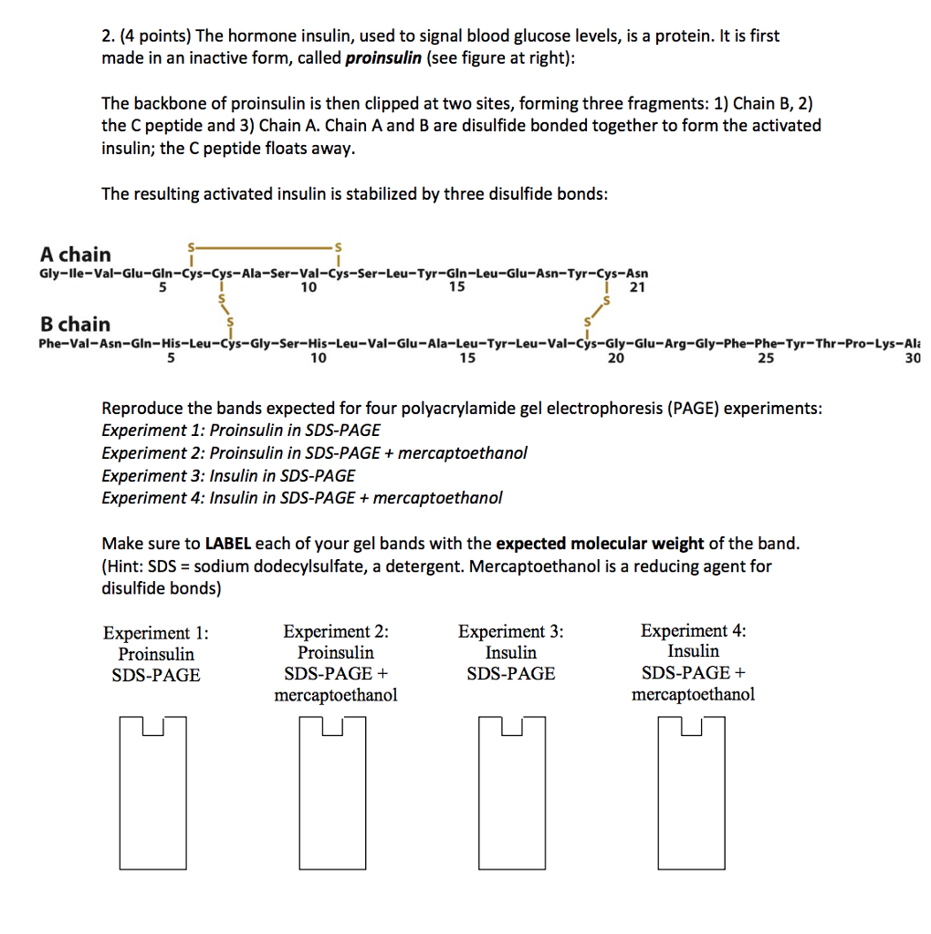 Solved 2. (4 Points) The Hormone Insulin, Used To Signal | Chegg.com