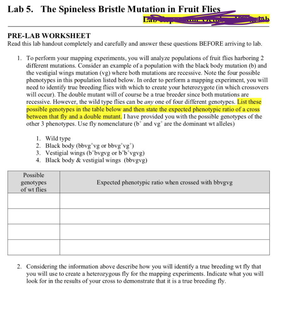 Lab 5 The Seless Bristle Mutation In Fruit Fli Chegg 
