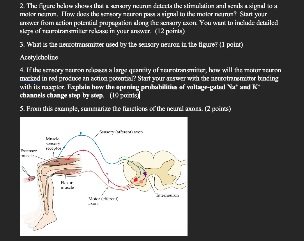 Solved 2. The figure below shows that a sensory neuron | Chegg.com