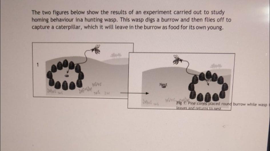 Solved Animal BEHAVIOUR: orientation Much of animal 