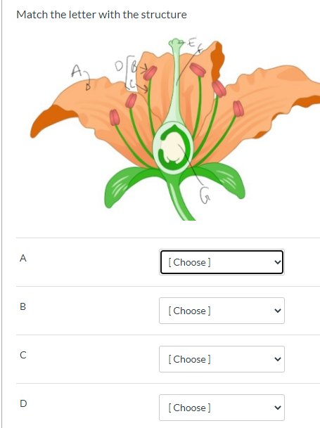 Solved Match the letter with the structure A. A [Choose ] B | Chegg.com