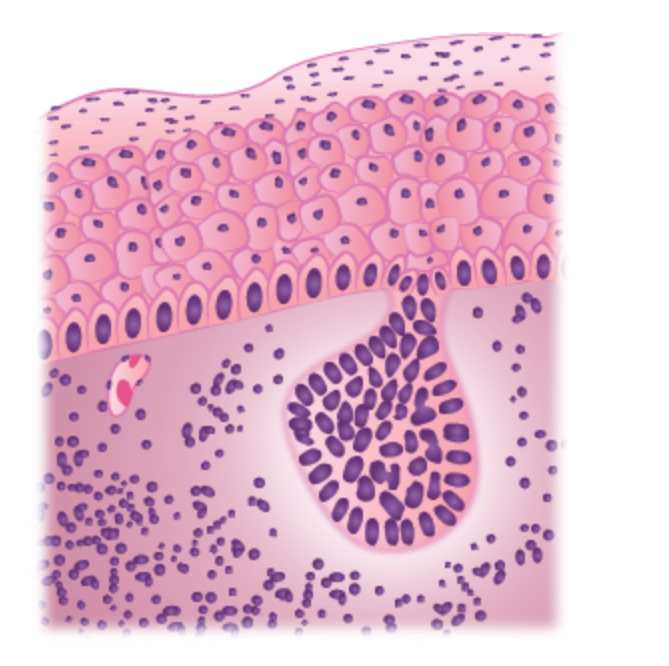 Multiple Cell Layers Solved An illustration shows multiple layers of cells. A | Chegg.com