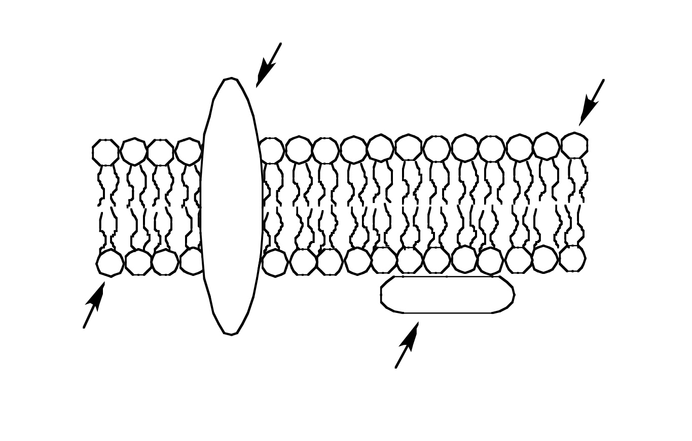 Use the simplified diagram of the plasma membrane to