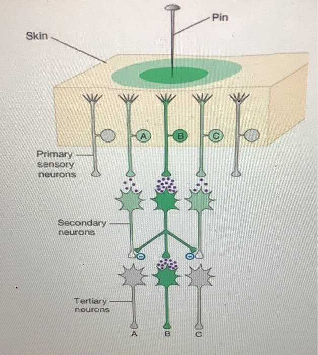 Solved Pin Skin Primary sensory neurons Secondary neurons | Chegg.com