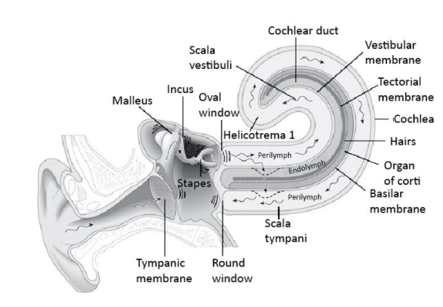 vestibular membrane