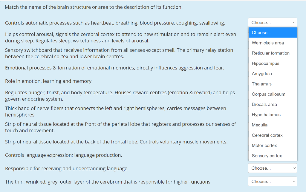 Solved Match the name of the brain structure or area to the | Chegg.com