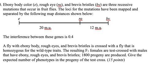 Solved Ebony body color (e), rough eye (ma), and brevis | Chegg.com