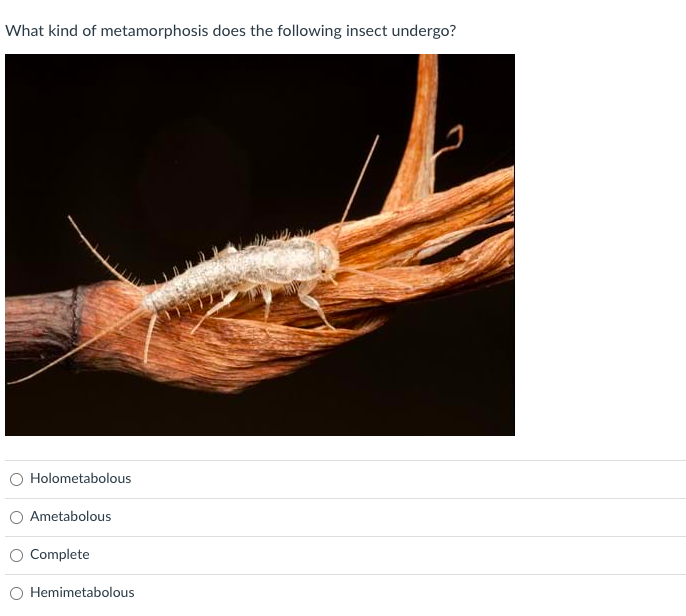 Solved What substrate has been deposited on this leaf? Egg | Chegg.com