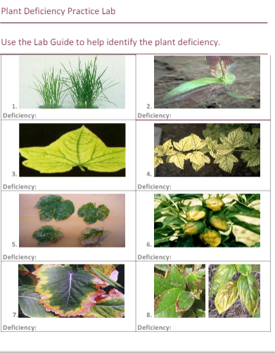 Solved PART 5: Plant Deficiency Lab Guide. Read about each | Chegg.com