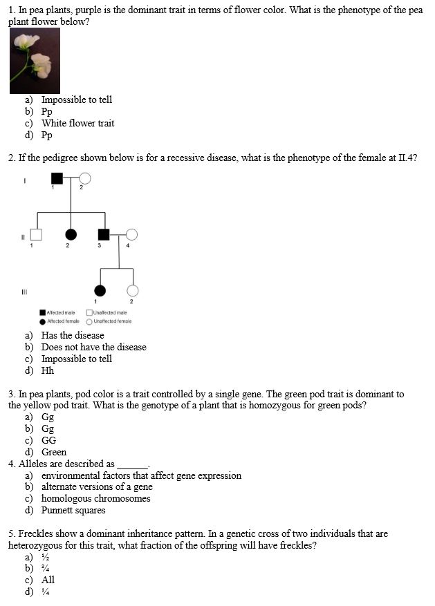 solved-1-in-pea-plants-purple-is-the-dominant-trait-in-chegg