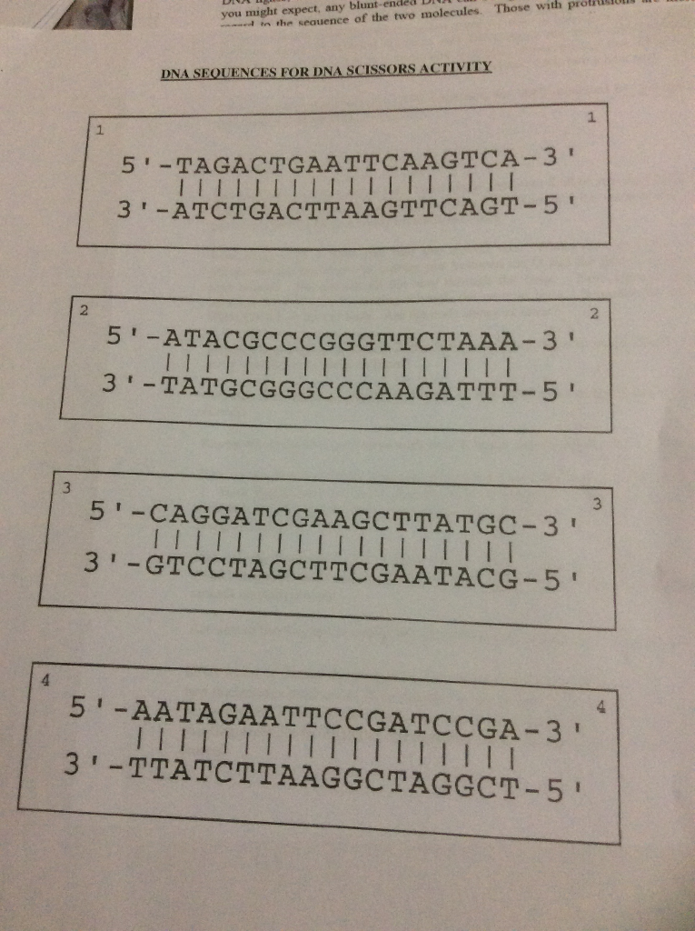 Solved DNA Scissors An Introduction to Restriction Enzymes