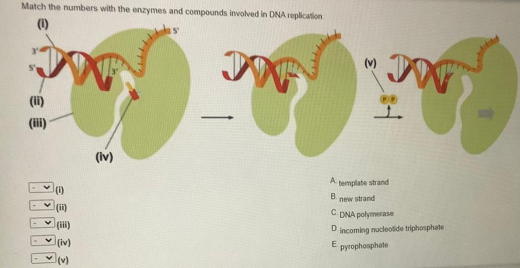 Solved Match The Numbers With The Enzymes And Compounds | Chegg.com