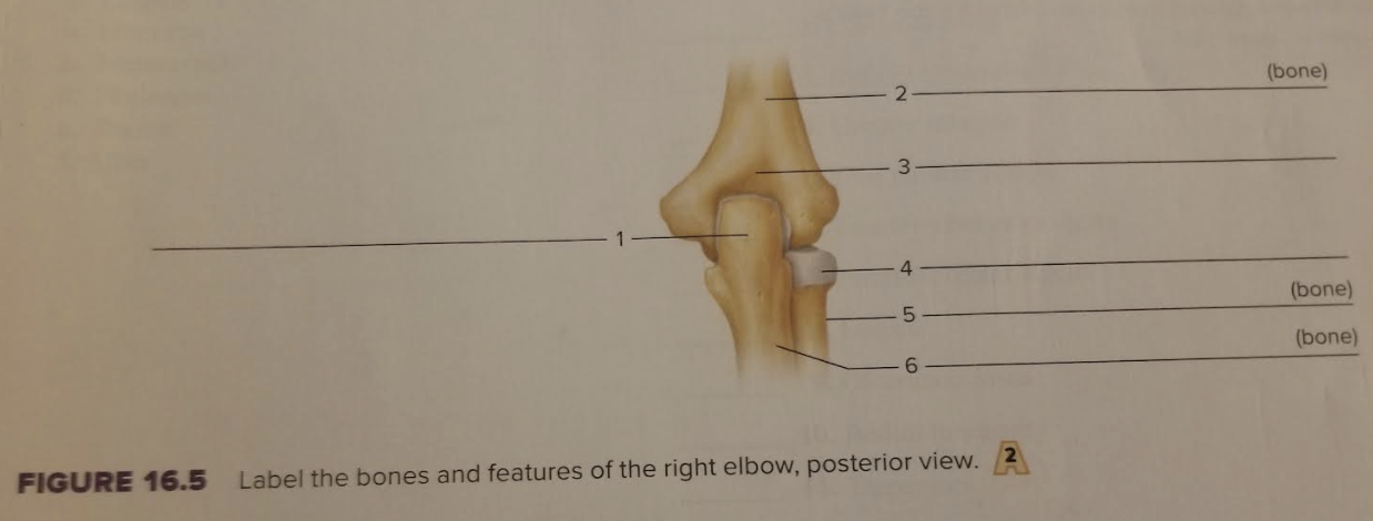 Solved 16.5 Label the bones and features of the right elbow, | Chegg.com