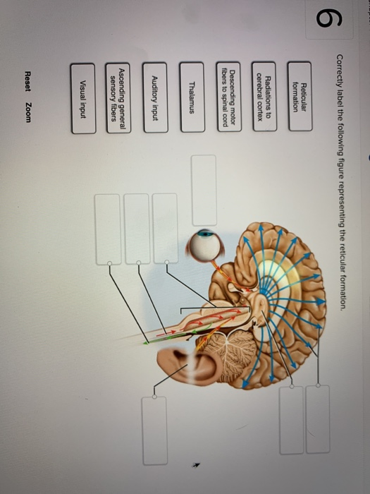 Solved 6 ing the reticular formation. fibers to spinal cord | Chegg.com