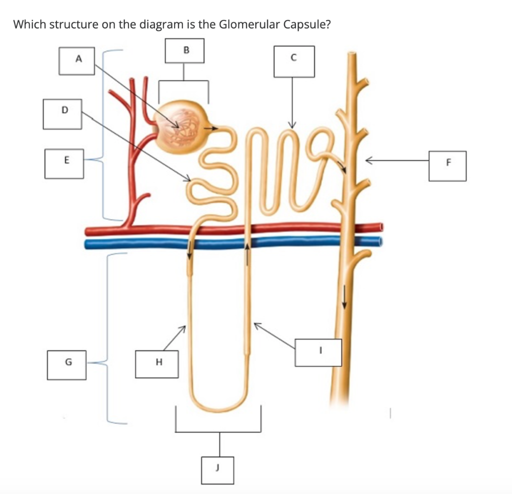 Solved Which structure on the diagram is the Nephron Loop? B | Chegg.com