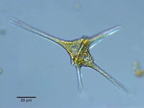 Solved Clade Alveolata The alveolates are characterized by | Chegg.com
