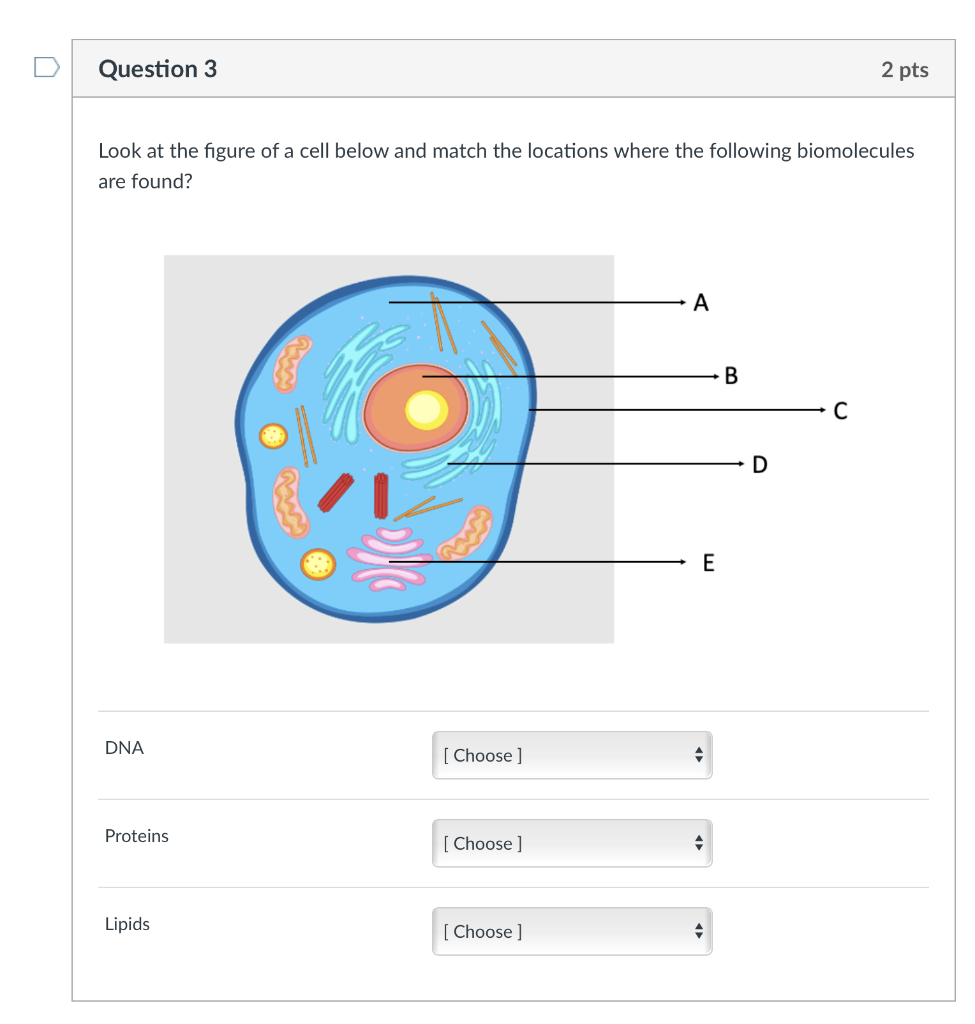 Solved Below is a picture of two types of human immune | Chegg.com