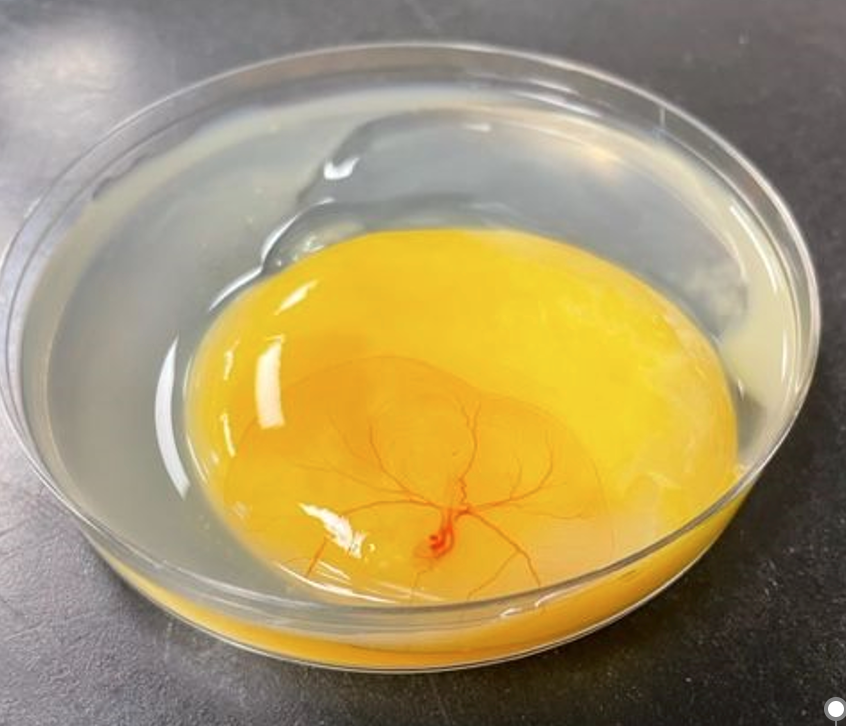 Solved Determine what stage each duck embryo is in. Label | Chegg.com