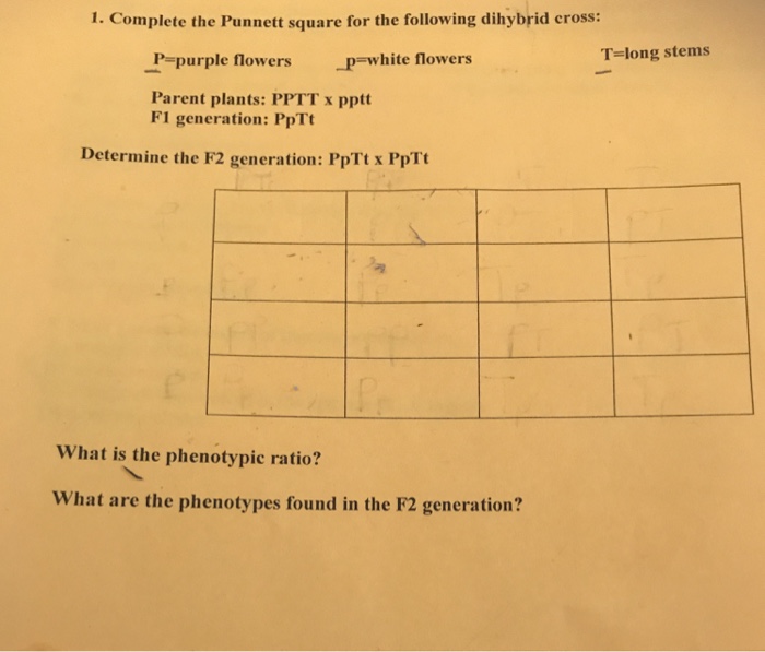 Solved 1. Complete the Punnett square for the following | Chegg.com
