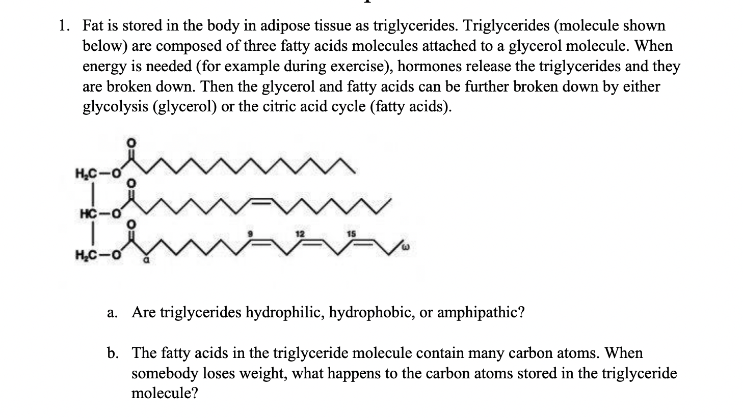 Triglycerides Revealed Unlocking The Mysteries Of Body Fat - 6s9jz0p