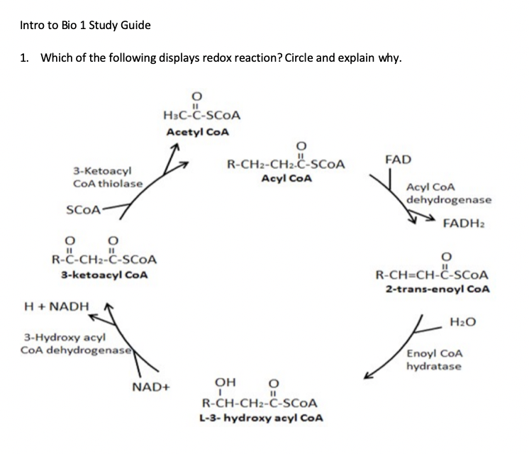 Solved I believe FAD to FADH2 is one of the redox reactions! | Chegg.com