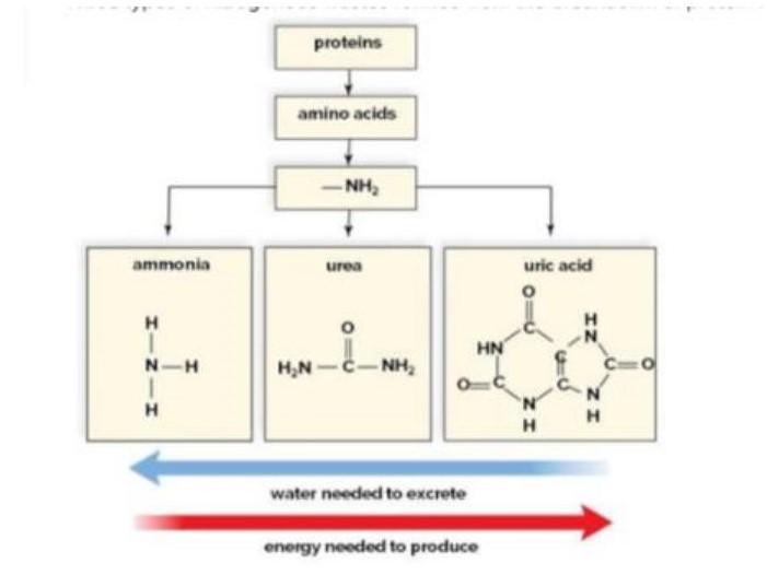 Solved Three types of nitrogenous wastes formed from the