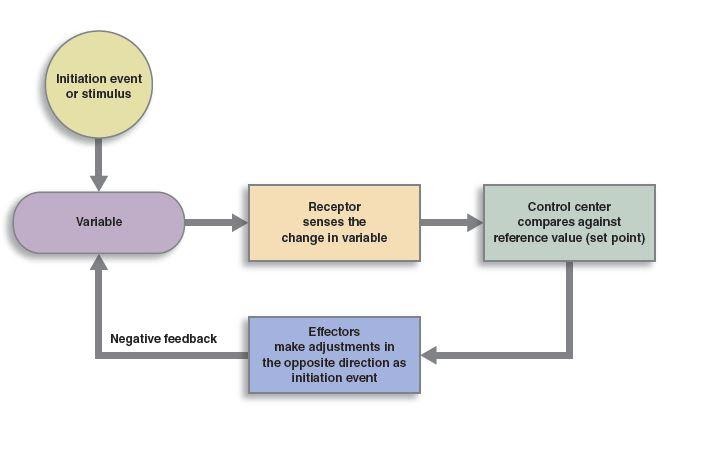 solved-negative-feedback-loops-are-any-type-of-feedback-chegg