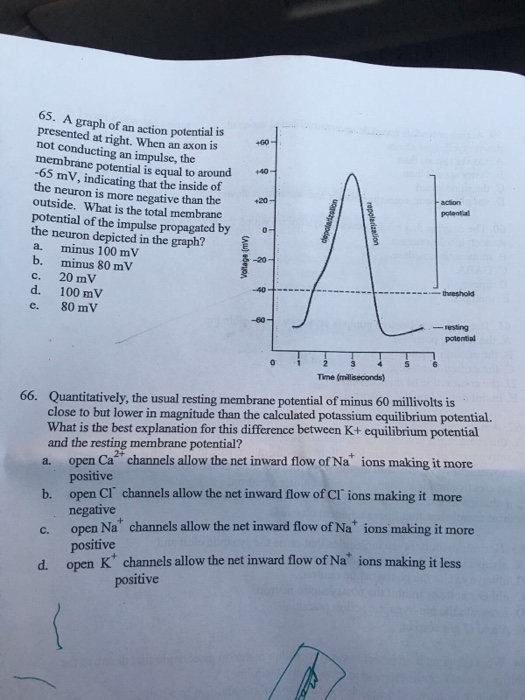 Solved A graph of an action potential is presented at right. | Chegg.com