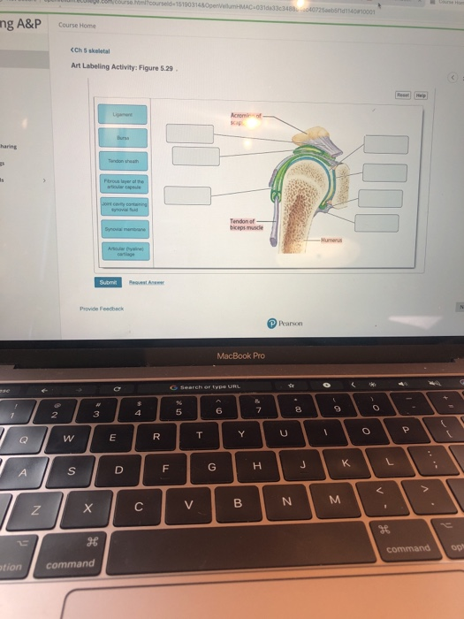 Solved ng A&P Course Home Ch 5 skeletal Art Labeling | Chegg.com
