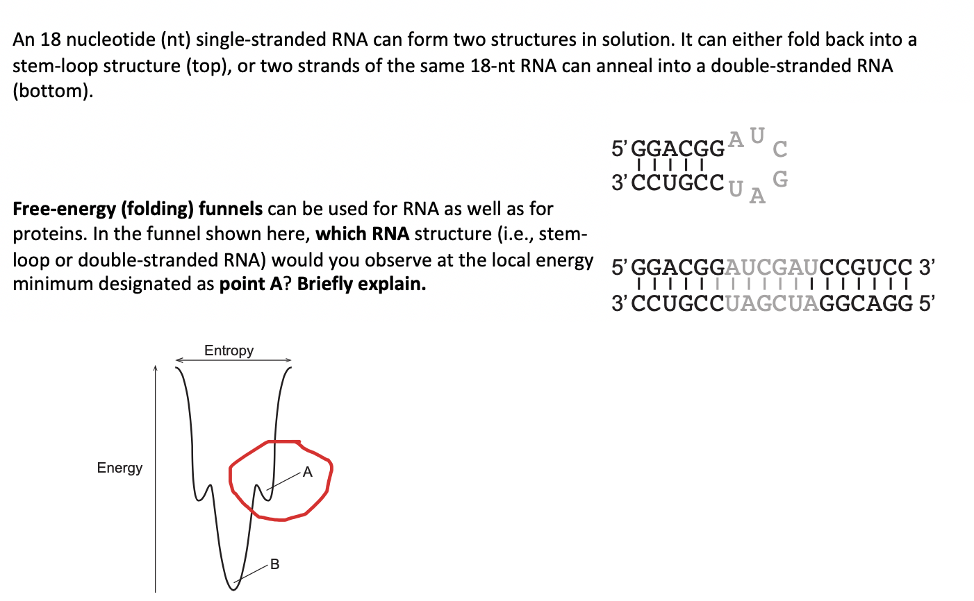 Solved An 18 Nucleotide Nt Single Stranded Rna Can Form Chegg Com