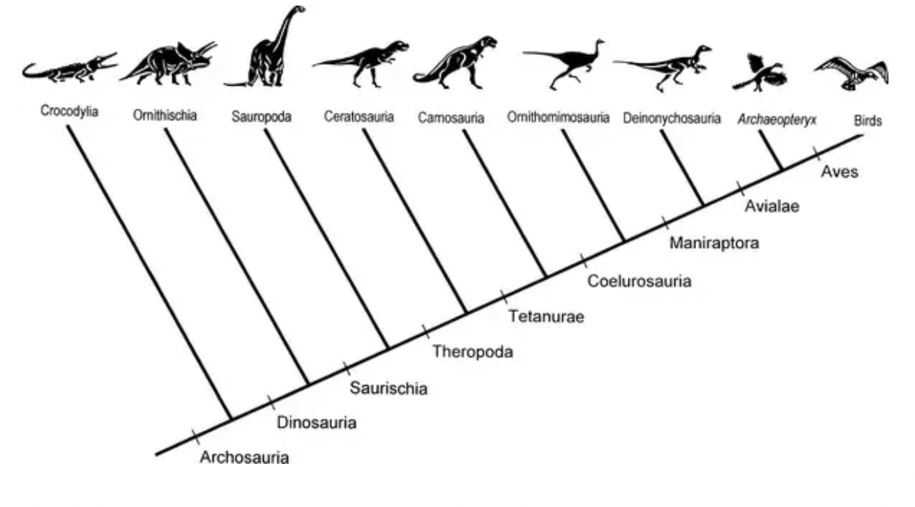 Solved Assume the above cladogram of archosaurs (“ruling | Chegg.com