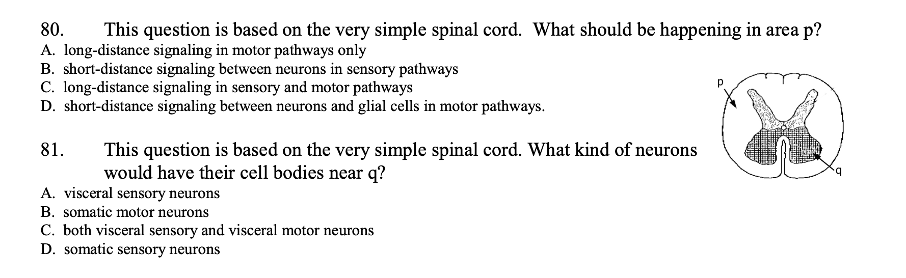 Solved 80. This question is based on the very simple spinal | Chegg.com