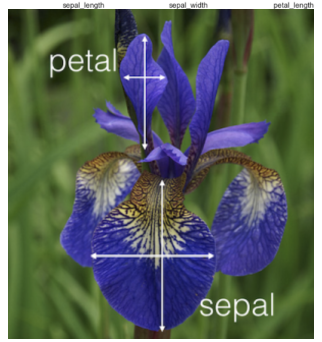 what is petal