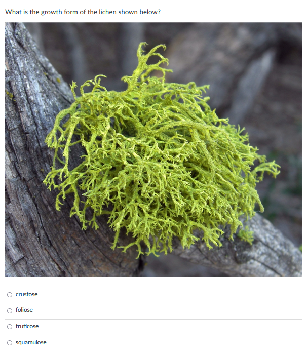 Solved What is the growth form of the lichen shown below? | Chegg.com