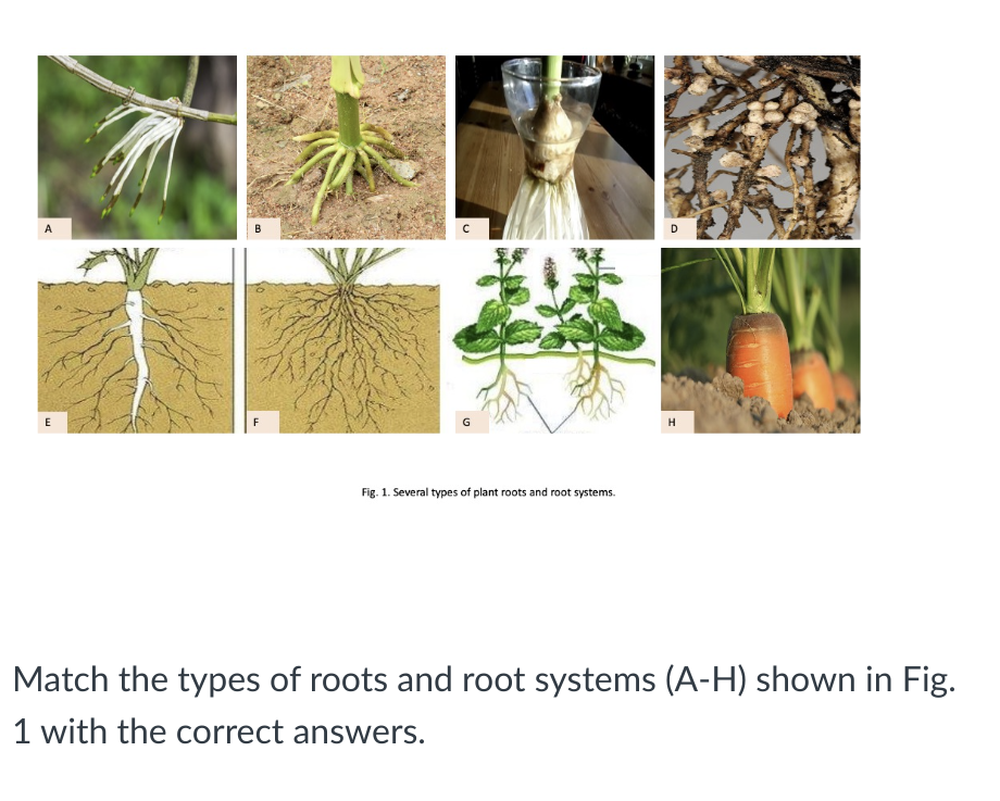 storage roots plants