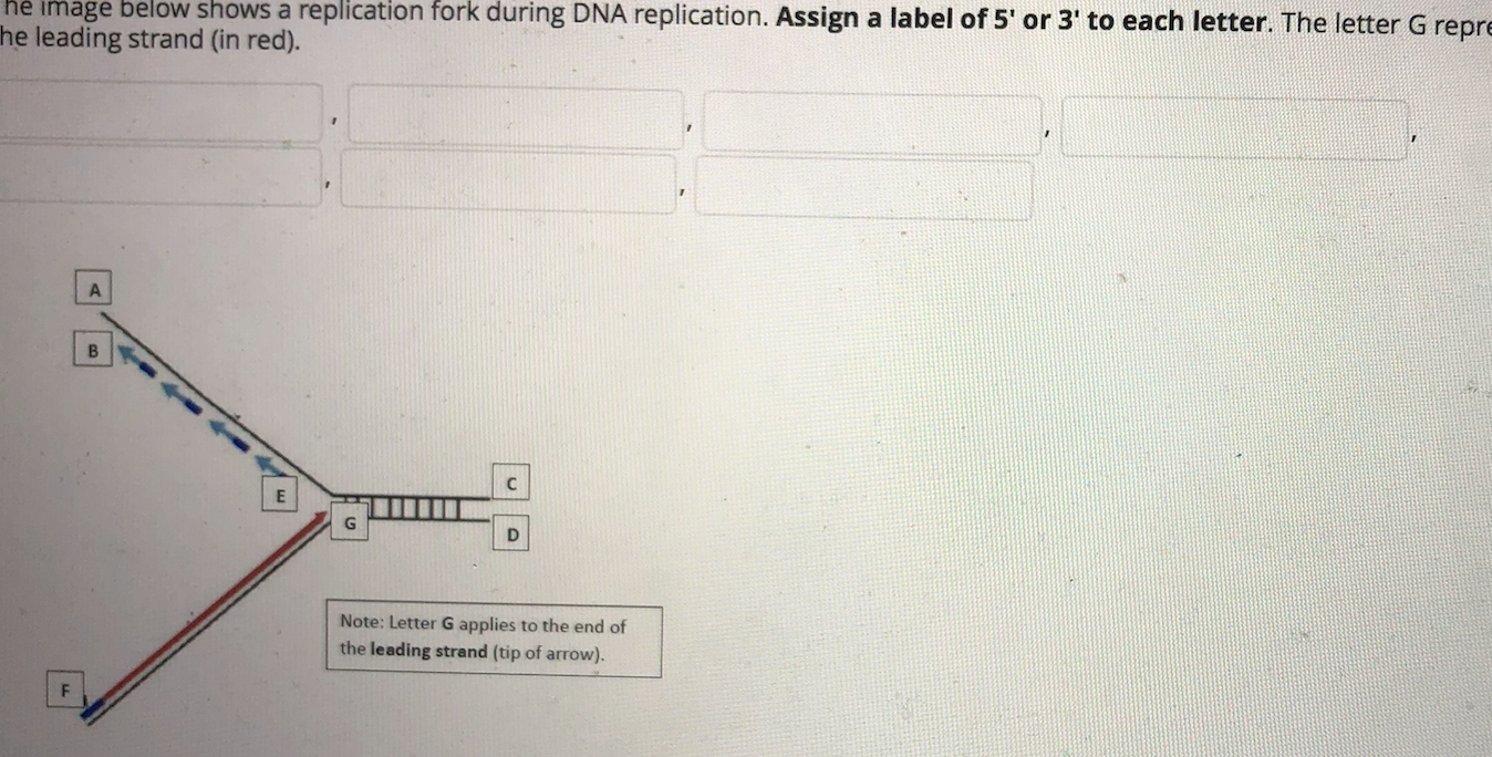 Solved he image below shows a replication fork during DNA | Chegg.com