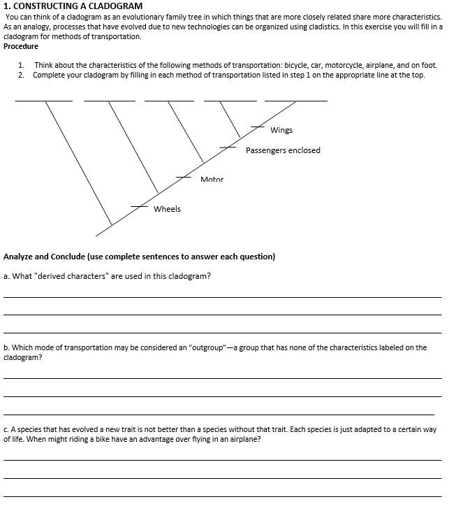 how-to-make-a-cladogram-worksheet-answers