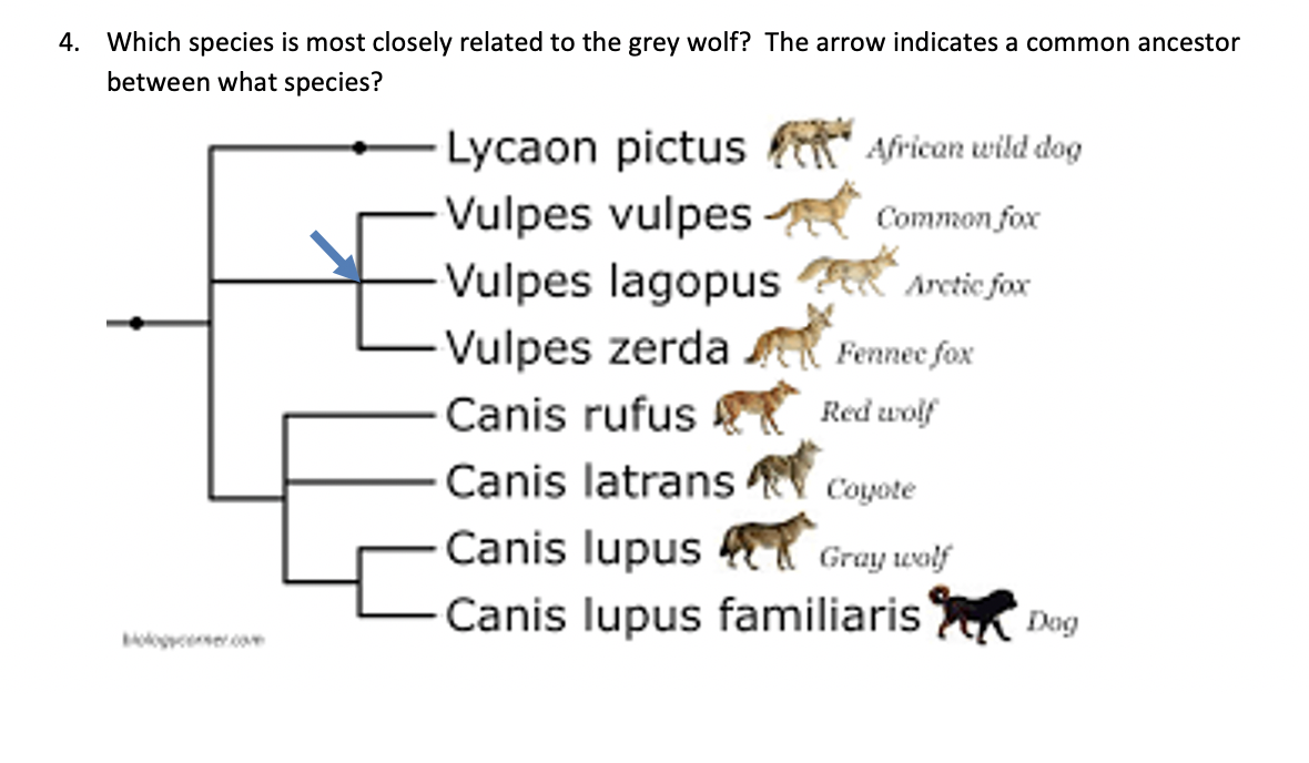 second-cousin-vs-second-cousin-once-removed-cousin-chart