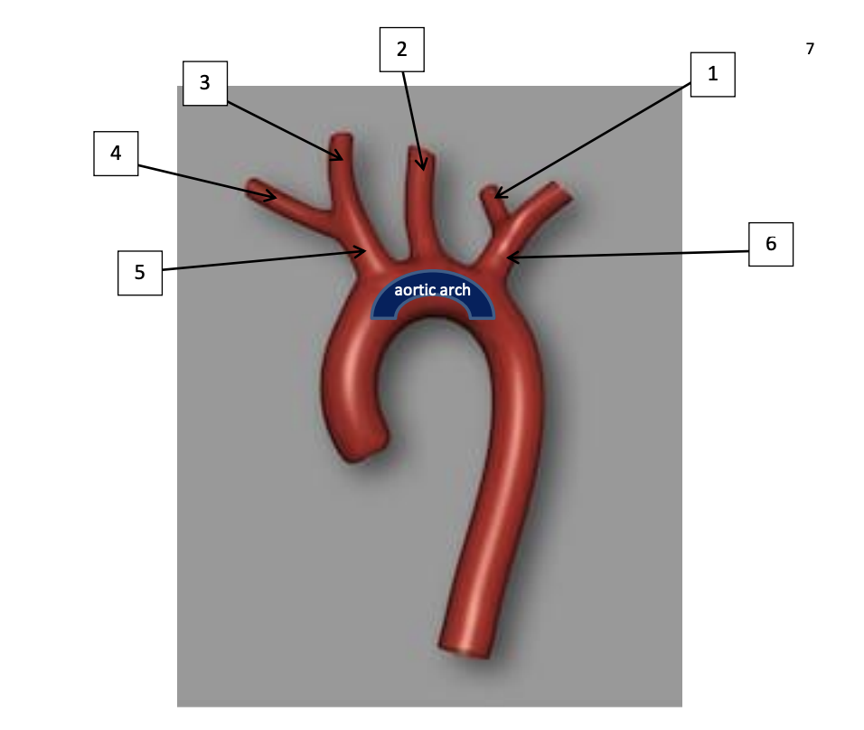 2 7 1 3 4 6 5 aortic arch