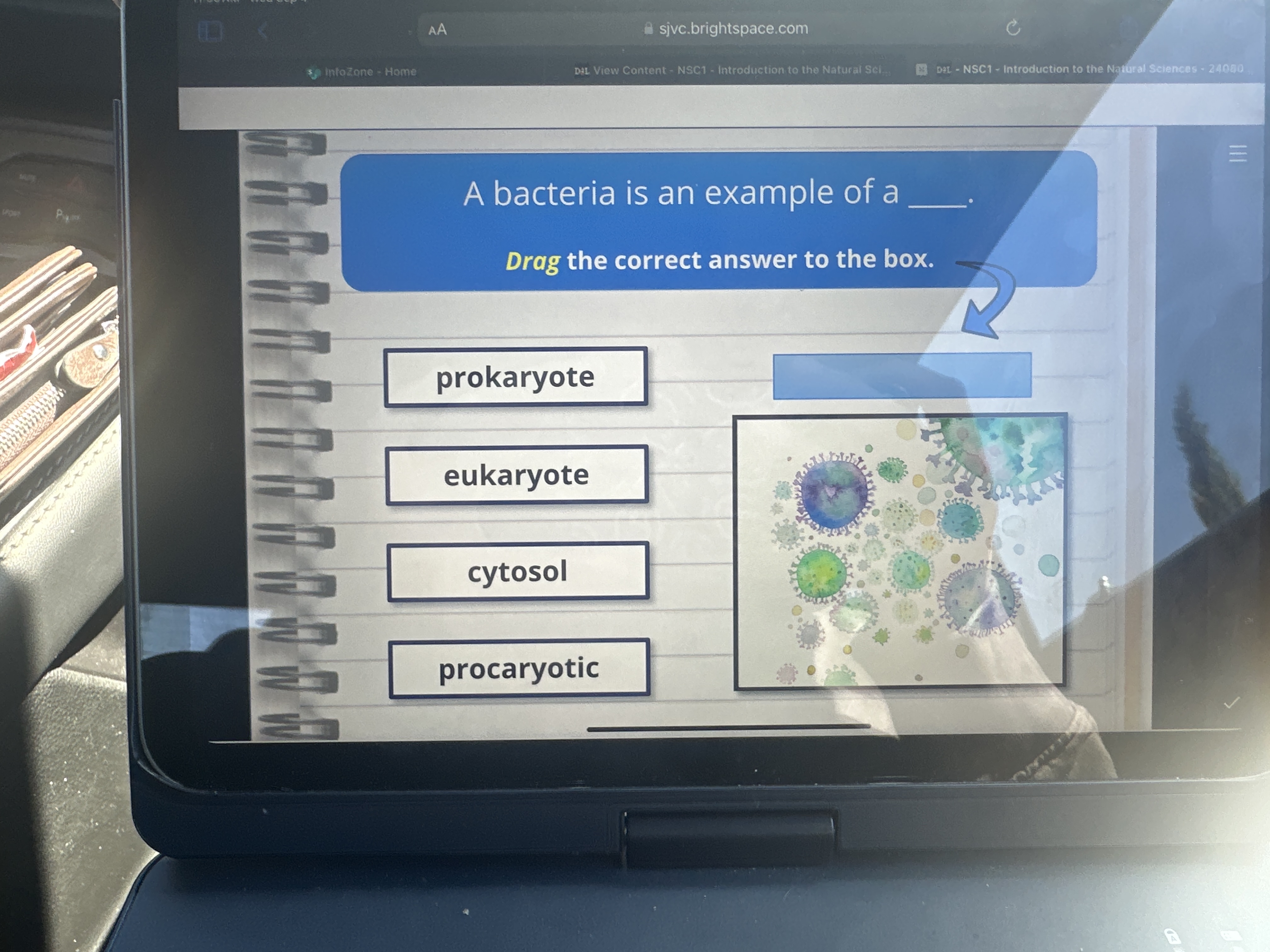 Solved A bacteria is an example of aDrag the correct answer | Chegg.com