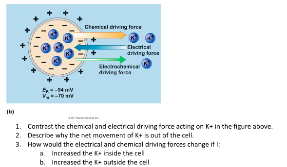 solved-chemical-driving-force-electrical-driving-force-chegg