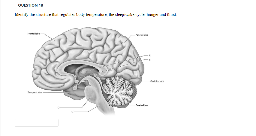 What part of the brain that regulates body temperature?
