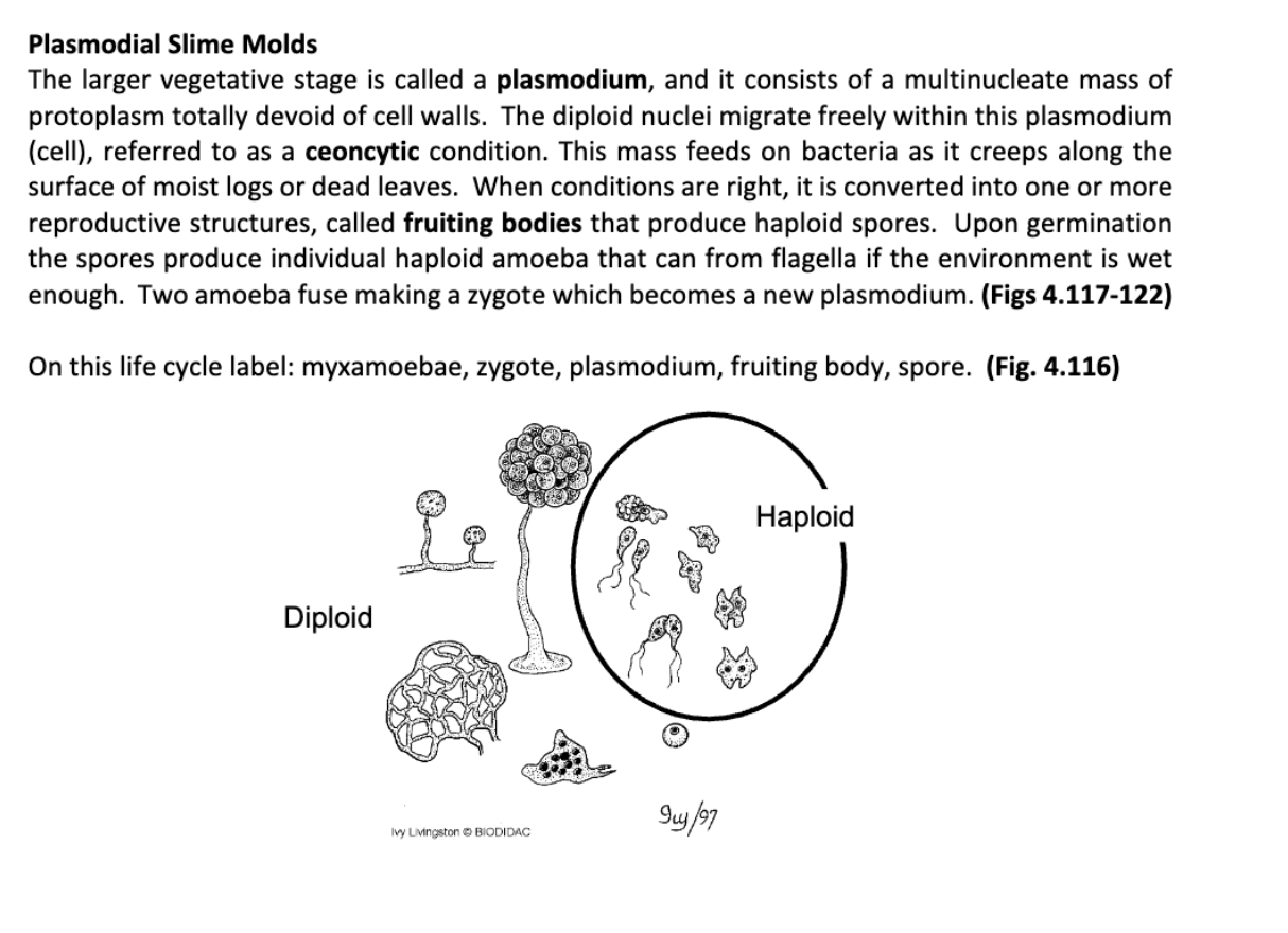 slime mold labeled diagram