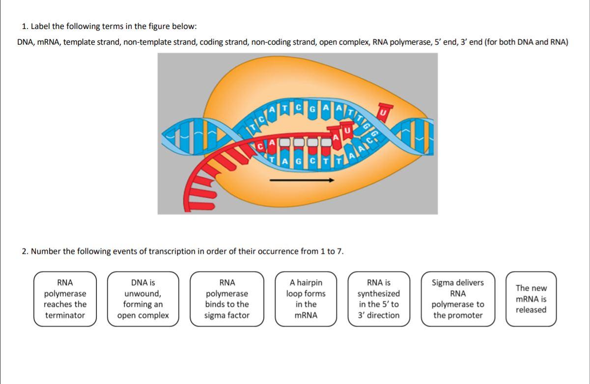 Solved 1. Label the following terms in the figure below: | Chegg.com