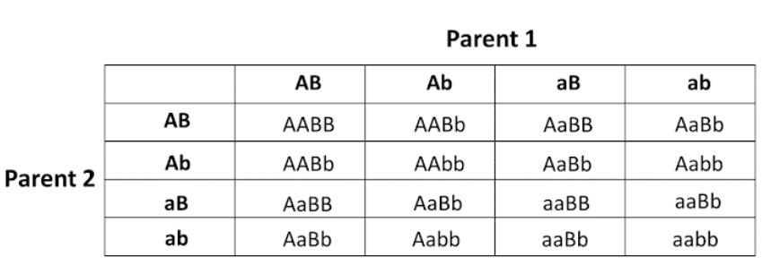 Solved Question 3 i. The Punnett square below has two | Chegg.com