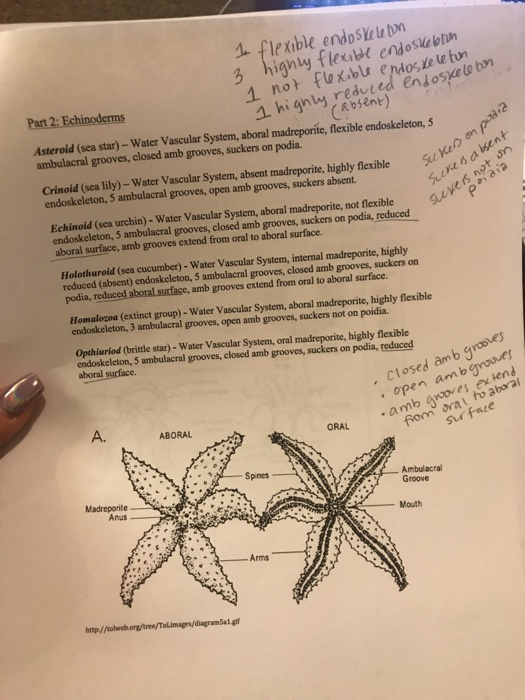 Solved 1 Flexible EndoSYelebn Lo Bn Part 2 Echinoderms Chegg Solved 1 Flexible EndoSYelebn Lo Bn Part 2 Echinoderms Chegg