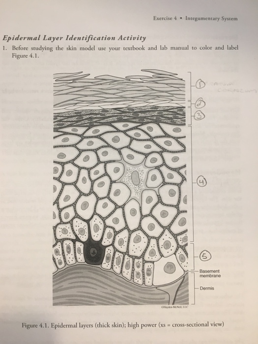 Master Your Skin Interactive Guide To Epidermal Layers - vnnrfye