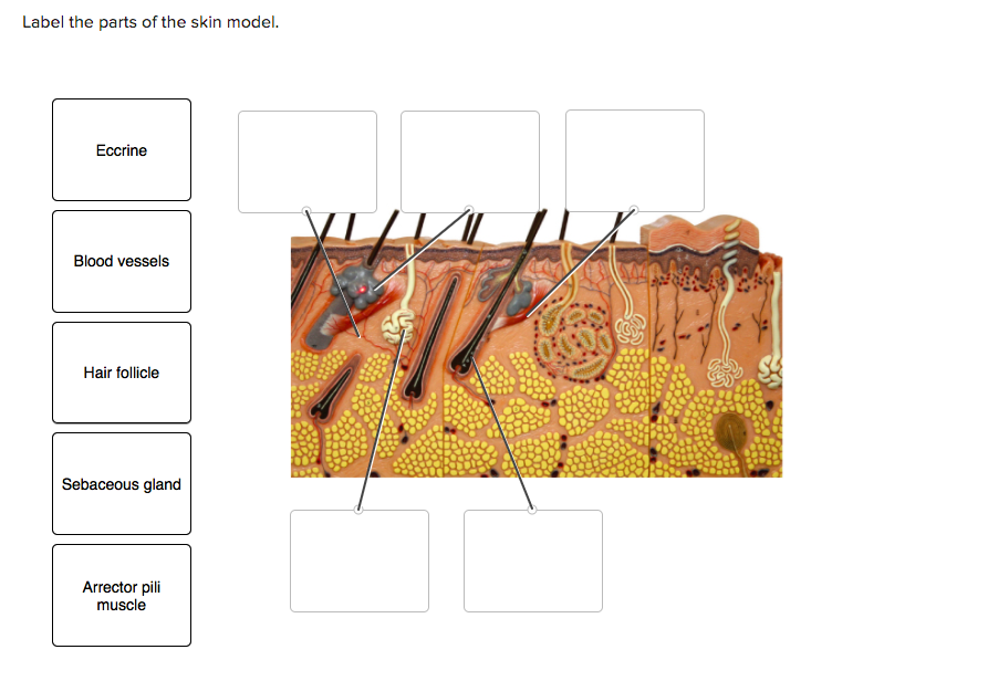 Solved Label the parts of the skin model. Eccrine Blood | Chegg.com