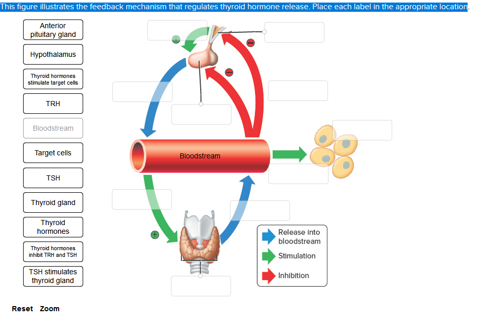 Solved This figure illustrates the feedback mechanism that